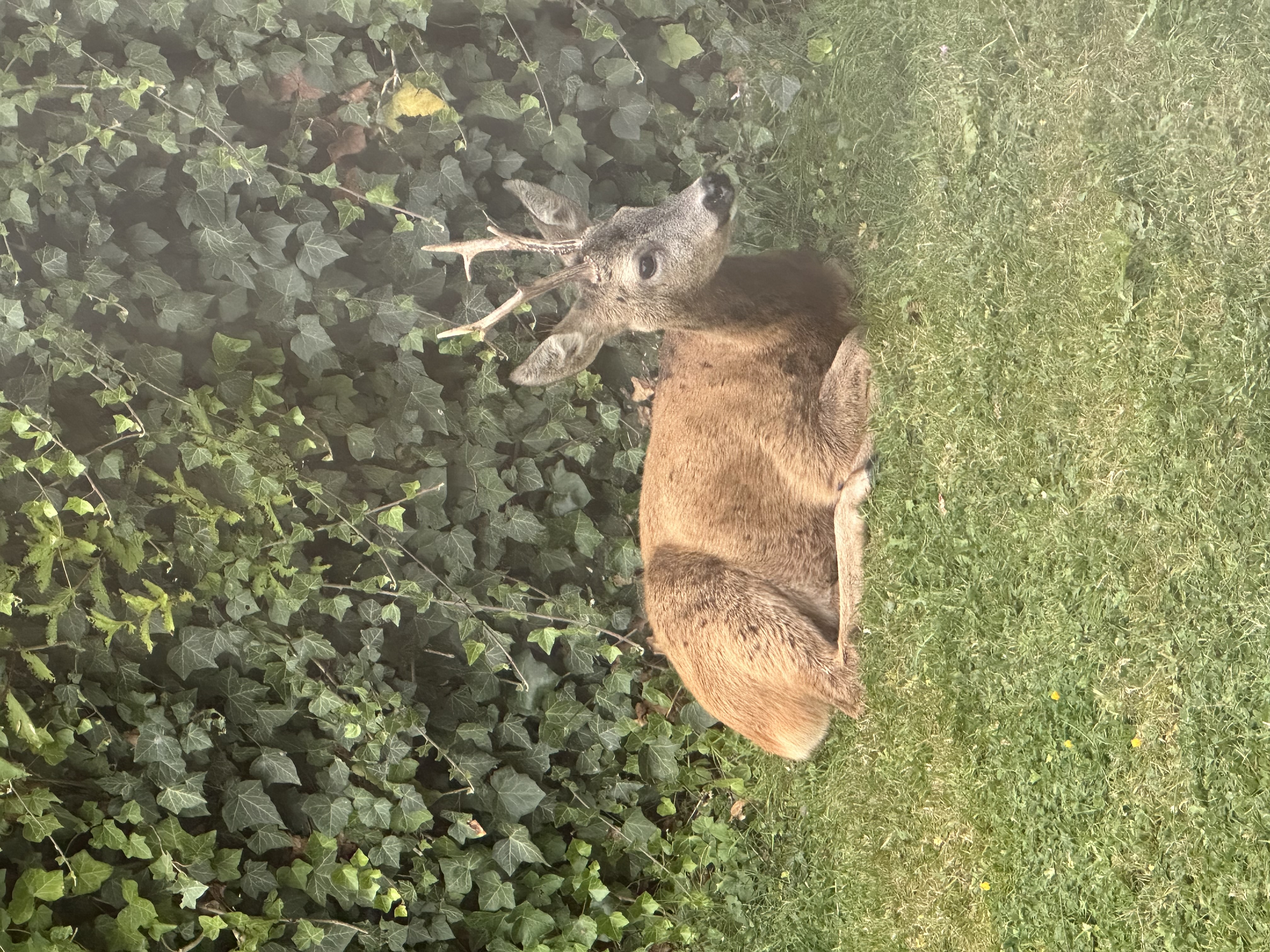 Besucher im Garten