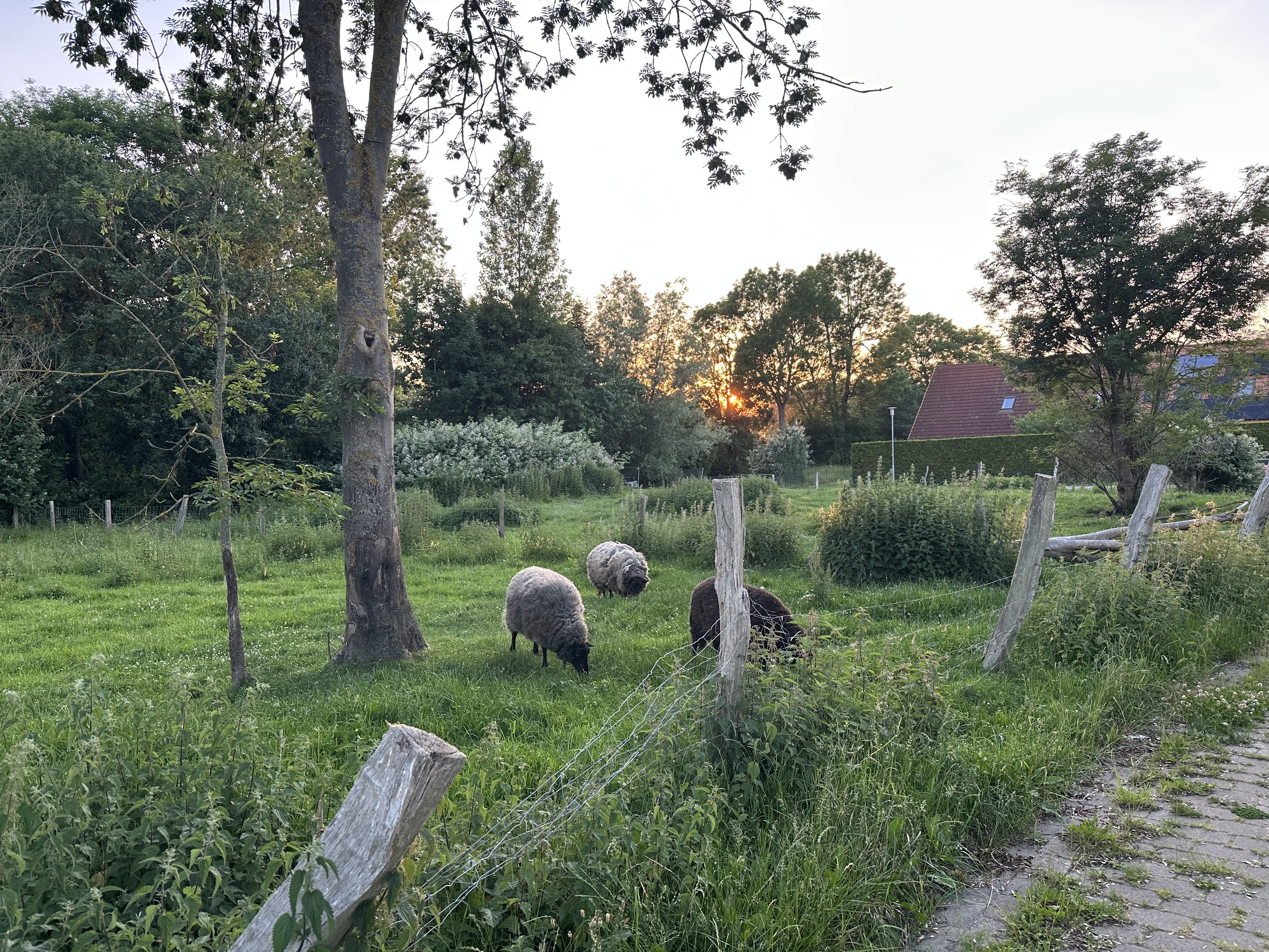 Schafe am Weg zum Strand