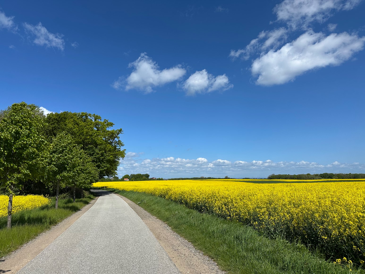 Straße nach Rosenhagen